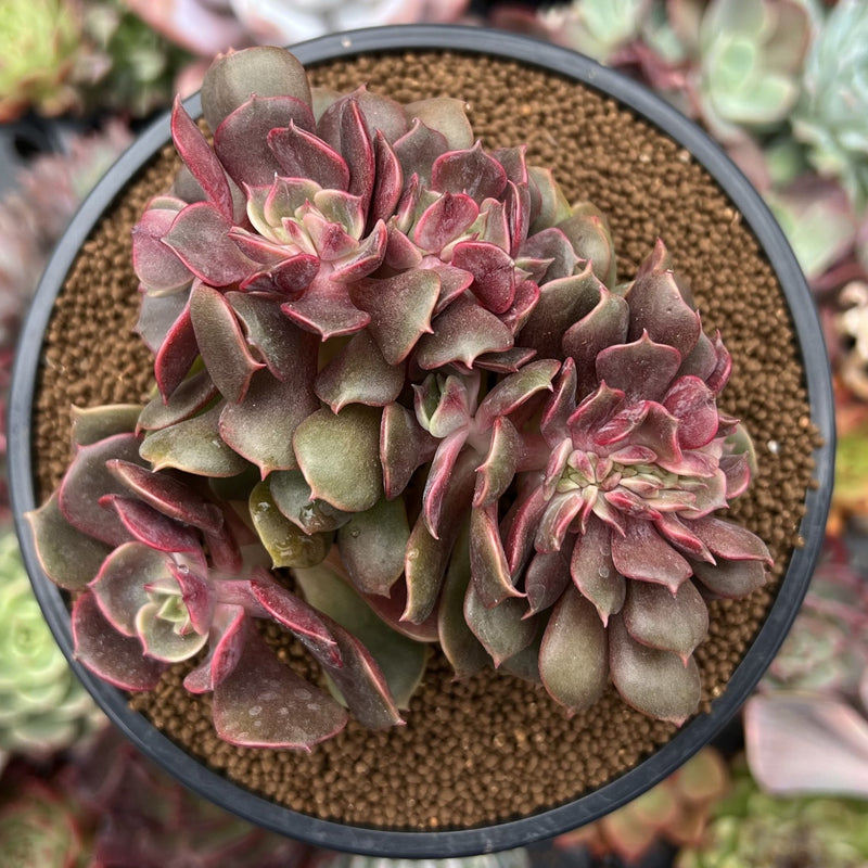 Echeveria 'Zestar' Crested 4