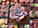 Echeveria 'Missing You' 2" Succulent Plant
