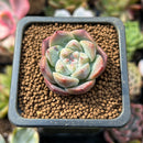 Echeveria 'Lust' 1" Succulent Plant