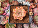 Echeveria 'Marcella' New Hybrid 1"-2" Succulent Plant