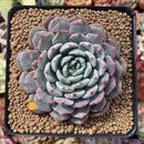 Echeveria 'Raffine' 3" Powdery Succulent Plant