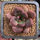 Echeveria 'Gold Jewelry' 1" New Hybrid Succulent Plant