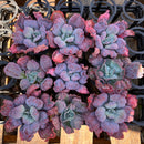 Echeveria 'Linguas' 4" *Set of 9 *Succulent Plants