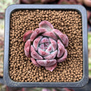 Echeveria 'Coloseum' 1" Small Succulent Plant