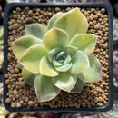 Echeveria 'Harry Watson' Variegated 3” Succulent Plant