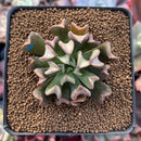 Echeveria 'Black Hawk' 2" Succulent Plant