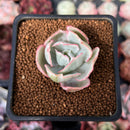 Echeveria 'Berkley Light' Variegated 1” Succulent Plant