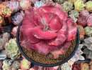 Echeveria 'Frill' sp. Variegated 5" Specimen Succulent Plant
