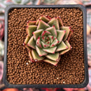 Echeveria 'Cello' 1" Succulent Plant