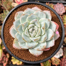 Echeveria 'Icy Green' 4" Large Succulent Plant