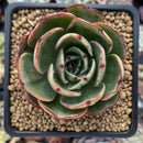 Echeveria Agavoides 'Pink Flora' 2" Succulent Plant
