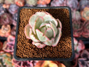 Echeveria 'Berkley Light' Variegated 1” Succulent Plant