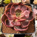 Echeveria 'Red Tan' 3" Succulent Plant