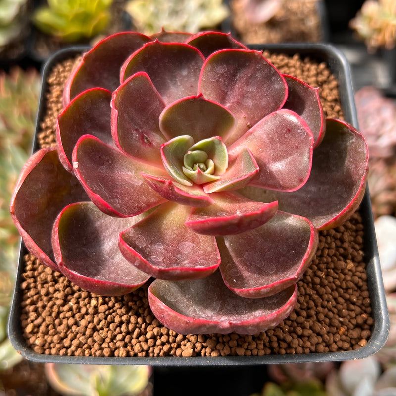 red frills succulent Echeveria 'Red Tan' 3