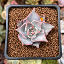 Echeveria 'Madiba' 1"-2" Succulent Plant