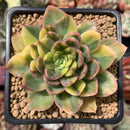 Echeveria 'Bob Jolly' Variegated 3" Succulent Plant