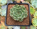 Echeveria 'Sarahime' 2" Succulent Plant