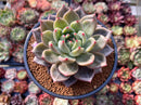 Echeveria 'Luna Solar' 4" New Hybrid Succulent Plant