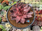 Echeveria Agavoides 'Romeo' 5" Succulent Plant