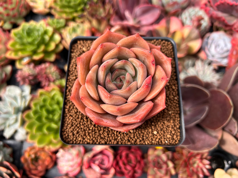 angelina succulent plant Echeveria 'Angelina' 2"-3" Succulent Plant – True Succulents Plant Co