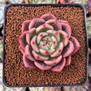 Echeveria 'Sharman' 2" Succulent Plant