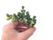 Corpuscalaria 'Lehmannii" Variegated 3" Succulent Plant