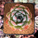 Echeveria 'Colorata' 3" Powdery Succulent Plant