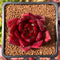 Echeveria Agavoides 'Red Plum' 2" Succulent Plant