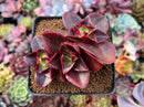 Echeveria 'Salsa Verde' 3" Cluster Succulent Plant