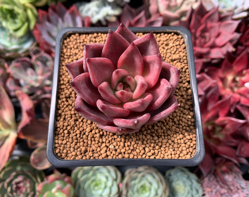 black and red succulent Echeveria Agavoides 'Red Ebony' 2" Succulent Plant – True Succulents Plant  Co