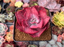 Echeveria Frill sp. Variegated 3" Succulent Plant