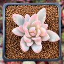 Pachyveria 'Powder Puff' Variegated 1"-2" Powdery Succulent Plant