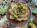 Echeveria 'White Champaign' 4" Succulent Plant