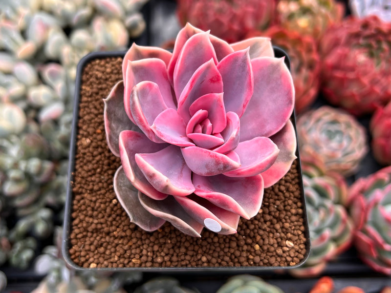 rainbow succulent plant Echeveria 'Rainbow' Variegated 3" Succulent Plant – True Succulents Plant Co