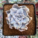 Echeveria 'Crispate Beauty' 2" Powdery Succulent Plant
