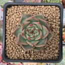 Echeveria Agavoides 'Exitazo' 1" Succulent Plant