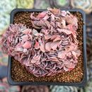 Echeveria 'Florence' Crested 2"-3" Succulent Plant