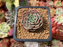 Echeveria 'Sugar Baby' 1" Succulent Plant