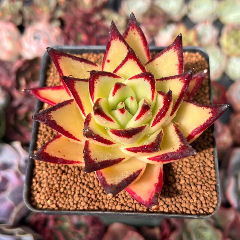 Echeveria Agavoides 'Castro' 3"-4" Succulent Plant