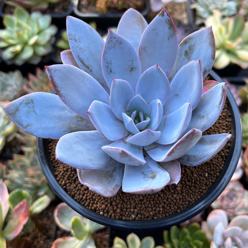 white lotus succulent Echeveria 'White Lotus' 3" Powdery Succulent Plant