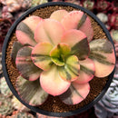 Echeveria 'Primadonna' Variegated 4" Succulent Plant
