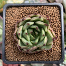 Echeveria Agavoides 'Sarabony' 2" Succulent Plant