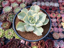 Echeveria 'Japan Moon River' Variegated 3" Succulent Plant