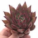 Echeveria ‘Redmond’ Hybrid 4” Rare Succulent Plant