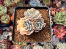 Echeveria 'Subsessilis' Variegated 2"-3" Cluster Succulent Plant
