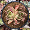 Echeveria Agavoides 'Shallot' 4" Cluster Succulent Plant