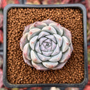 Echeveria 'Rosalina' 1" Powdery Succulent Plant