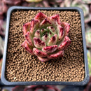 Echeveria Agavoides 'Sarabony' 1" Succulent Plant
