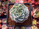 Echeveria 'Red Velvet' 1"-2" Succulent Plant