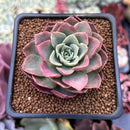Echeveria 'Ice Pinky' Variegated 2" Succulent Plant